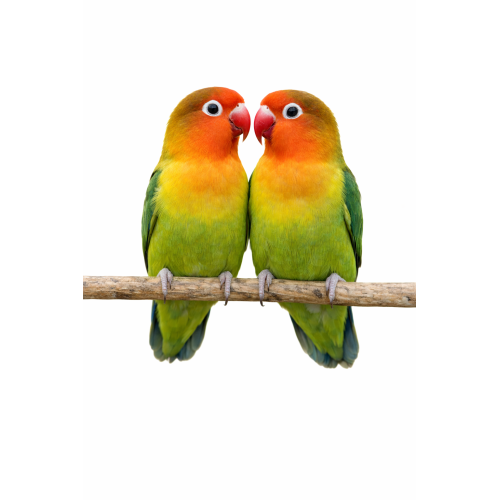 Dværgpapegøje - Agapornis