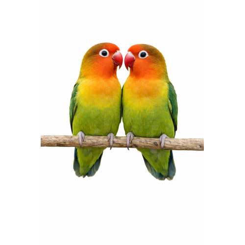 Dværgpapegøje - Agapornis sp.