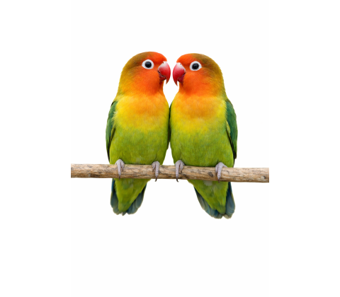 Dværgpapegøje - Agapornis