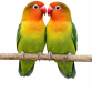 Dværgpapegøje - Agapornis