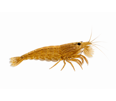 Asiatisk Brune Rejer / Klipperejer - Caridina cf. cantonensis “Brown” 