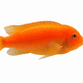Rød zebracichlide - Pseudotropheus estherae
