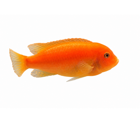 Rød zebracichlide - Pseudotropheus estherae