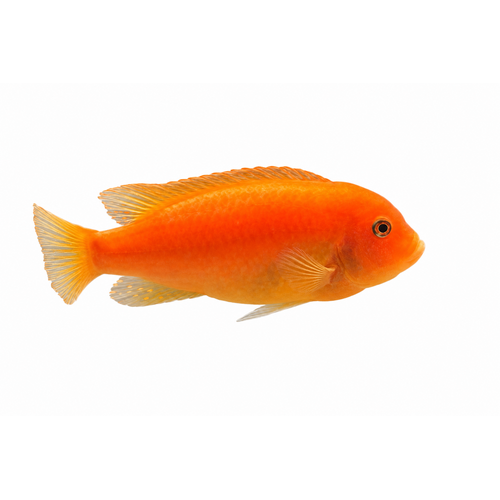 Rød zebracichlide - Pseudotropheus estherae