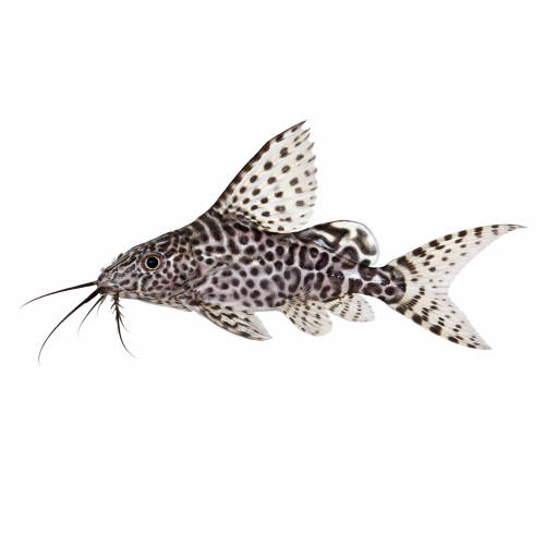 Fjerfinne-malle - Synodontis eupterus