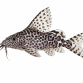 Fjerfinne-malle - Synodontis eupterus