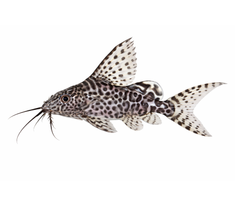 Fjerfinne-malle - Synodontis eupterus
