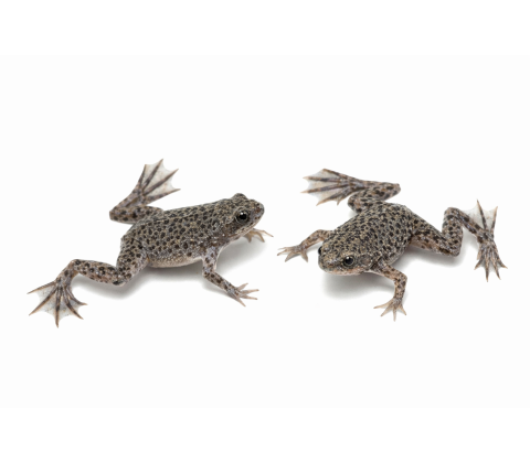 Afrikansk sporefrø - Hymenochirus boettgeri