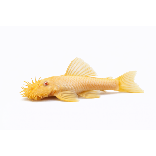 Albino Ancistrus - Ancistrus sp. “Albino”