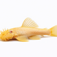 Albino Ancistrus - Ancistrus sp. “Albino”