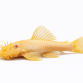 Albino Ancistrus - Ancistrus sp. “Albino”