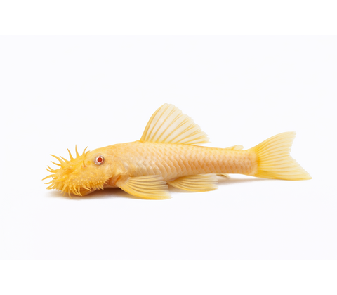 Albino Ancistrus - Ancistrus sp. “Albino”