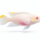 Albino Kribensis - Pelvicachromis pulcher “Albino”