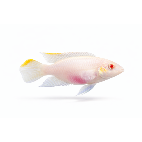 Albino Kribensis - Pelvicachromis pulcher “Albino”