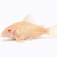 Albino Pansermalle - Corydoras aeneus “Albino”