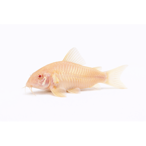 Albino Pansermalle - Corydoras aeneus “Albino”