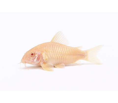 Albino Pansermalle - Corydoras aeneus “Albino”