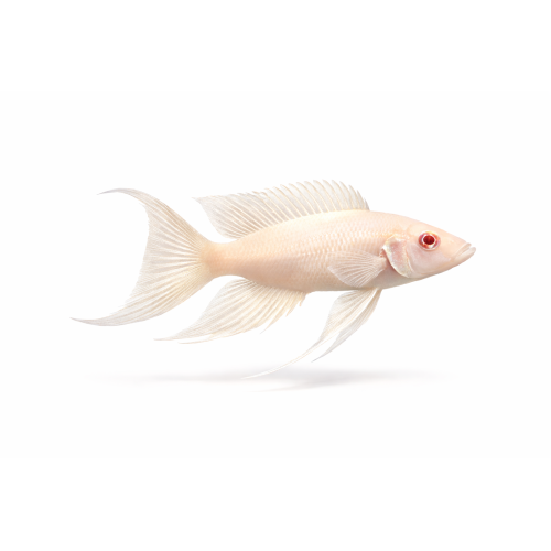 Prinsessen fra Burundi Albino - Neolamprologus brichardi “Albino”