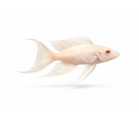 Prinsessen af Burundi Albino - Neolamprologus brichardi “Albino”