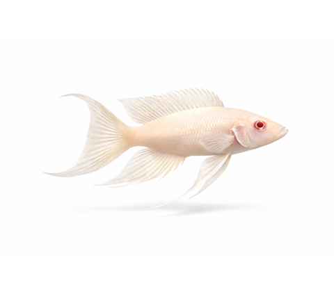 Prinsessen fra Burundi Albino - Neolamprologus brichardi “Albino”