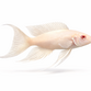 Prinsessen af Burundi Albino - Neolamprologus brichardi “Albino”