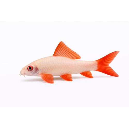 Albino Regnbuehaj / Albino Labeo - Epalzeorhynchos frenatum “Albino”