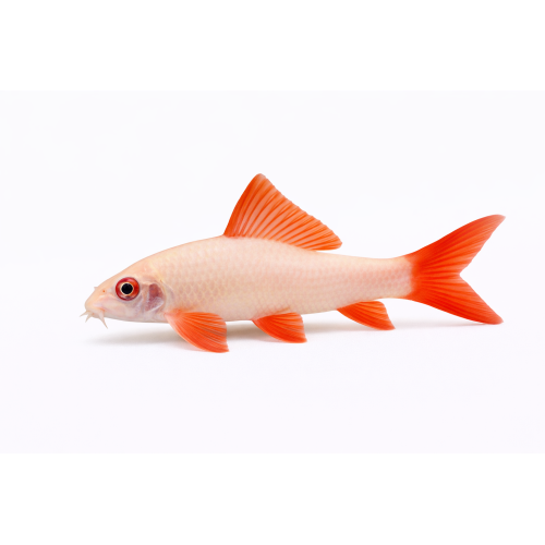Albino Rainbow Shark/ Guld Haj - Epalzeorhynchos frenatum “Albino”