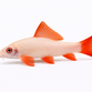 Albino Regnbuehaj / Albino Labeo - Epalzeorhynchos frenatum “Albino”