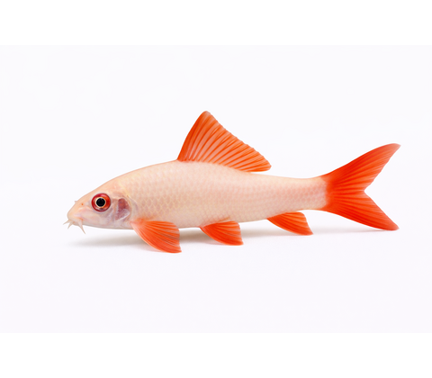 Albino Regnbuehaj / Albino Labeo - Epalzeorhynchos frenatum “Albino”