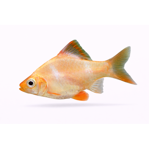 Albino Tiger Barbe - Puntigrus tetrazona “Albino” /Puntius tetrazona