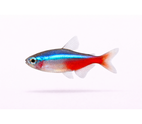 Alm. Neon - Paracheirodon innesi