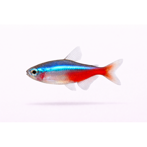 Alm. Neon - Paracheirodon innesi