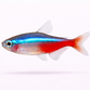 Alm. Neon - Paracheirodon innesi