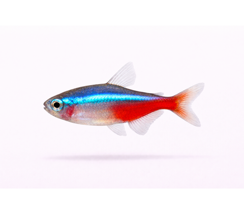 Alm. Neon - Paracheirodon innesi