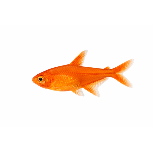 Amandae tetra - Hyphessobrycon amandae