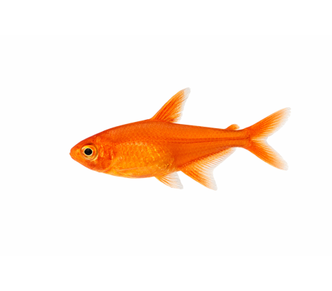 Amandae Tetra - Hyphessobrycon amandae