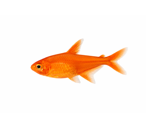 Amandae tetra - Hyphessobrycon amandae
