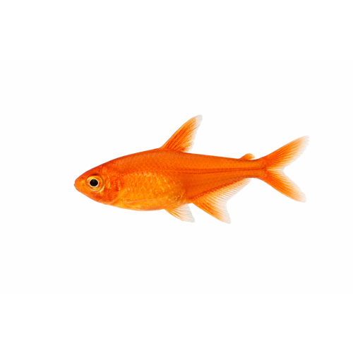 Amandae Tetra - Hyphessobrycon amandae