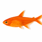 Amandae tetra - Hyphessobrycon amandae