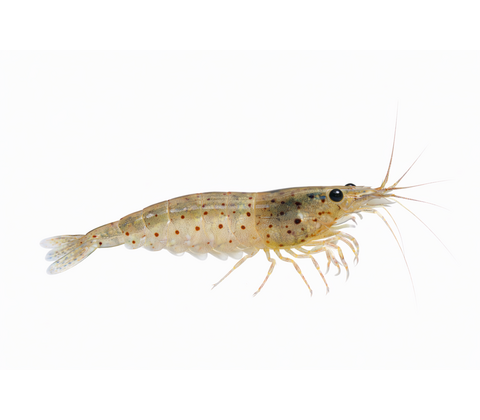 Amanoreje - Caridina multidentata / Caridina japonica