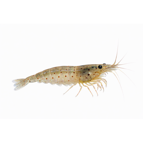 Amanoreje - Caridina multidentata / Caridina japonica