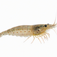 Amanoreje - Caridina multidentata / Caridina japonica