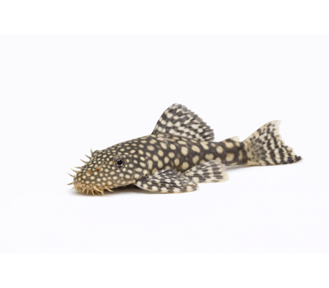 Ancistrus Maller - Ancistrus spp.