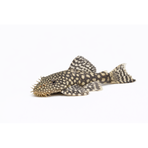 Ancistrus Maller - Ancistrus spp.