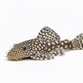 Ancistrus Malle - Ancistrus sp.