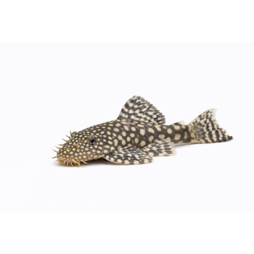 Ancistrus Malle - Ancistrus sp.
