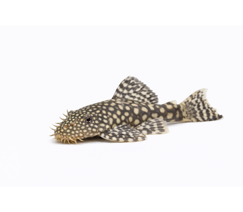 Ancistrus Malle - Ancistrus sp.