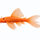 Rød Longfin Ancistrus - Ancistrus sp. "Red Longfin"