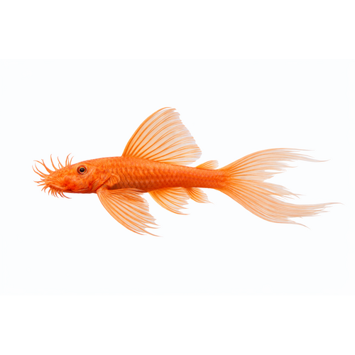 Rød Longfin Ancistrus - Ancistrus sp. "Red Longfin"