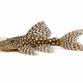 Longfin Ancistrus - Ancistrus sp. "Longfin"